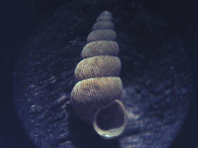 Pomatias turriculatus Philippi, 1836 non Menke,1830